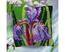 Cushion cross stitch kit Iris - Collection d'Art