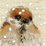 Cross stitch kit Sparrow - RIOLIS