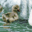 Cross stitch kit White Swans - RIOLIS