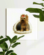 Cross stitch kit Yorkshire Terrier - RIOLIS