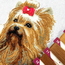 Cross stitch kit Yorkshire Terrier - RIOLIS